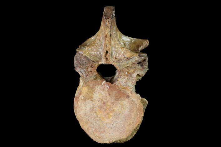 Cretaceous Crocodile Vertebra - Morocco #143491